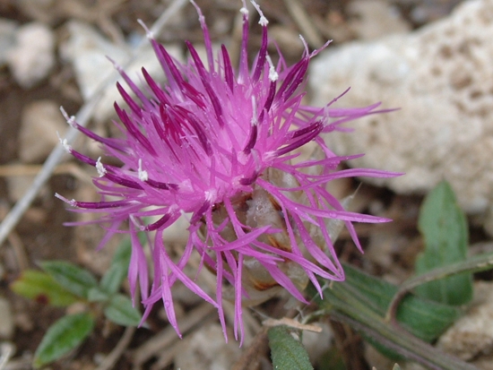 Centaurea jacea subsp. gaudinii (=Centaurea bracteata)